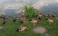 6-Nilgänse-019.jpg